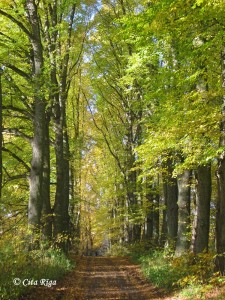 strazdumuizas-parks_b